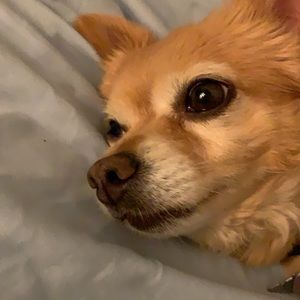 Meet your Posher, Chelise